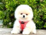 Safkan Teddy Face Pomeranian Boo Yavrularımız