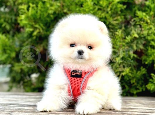 Safkan Teddy Face Pomeranian Boo Yavrularımız görsel