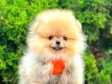 Orange Teacup Pomerani̇an Boo
