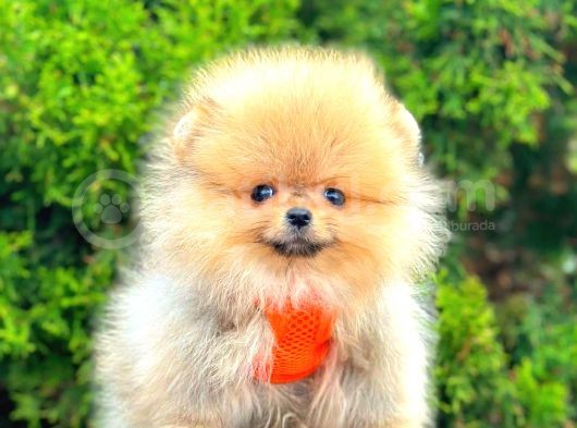Orange Teacup Pomerani̇an Boo görsel