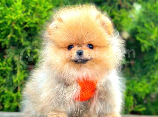 Orange Teacup Pomerani̇an Boo