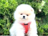 Teddy Bear Pomeranian