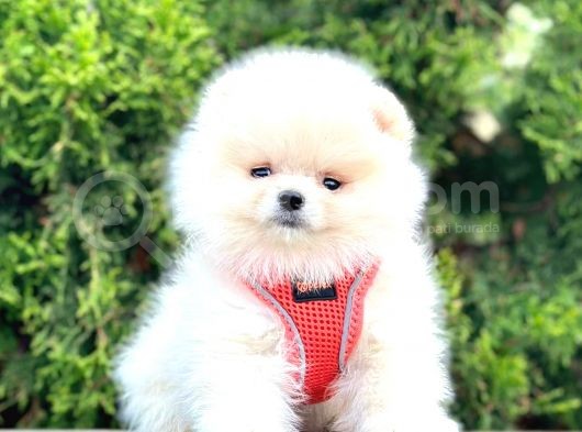 Teddy Bear Pomeranian görsel