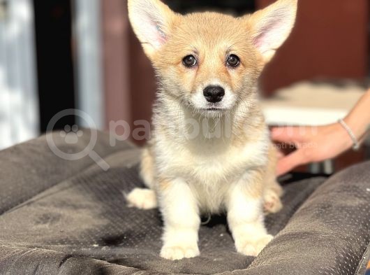 Turkiyede Tek Welsh Corgi Bebekler görsel