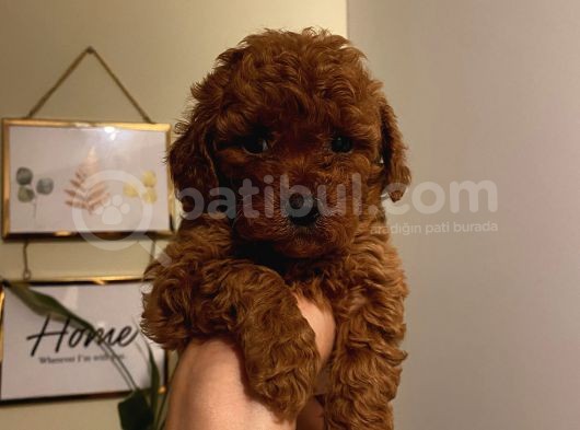 Sağlık Ve Ömür Boyu Irk Garantili Poodle Yavrularımız