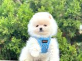 Safkan Teddy Face Pomeranian Boo Yavrularımız