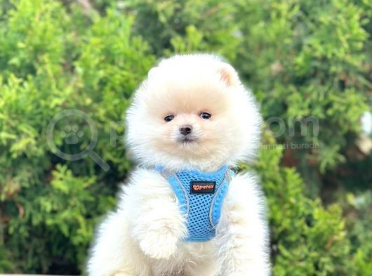 Safkan Teddy Face Pomeranian Boo Yavrularımız görsel