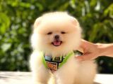 Teddy Bear Erkek Pomerani̇an