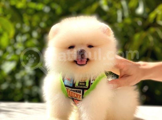 Teddy Bear Erkek Pomerani̇an
