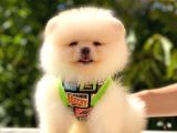 Teddy Bear Erkek Pomerani̇an