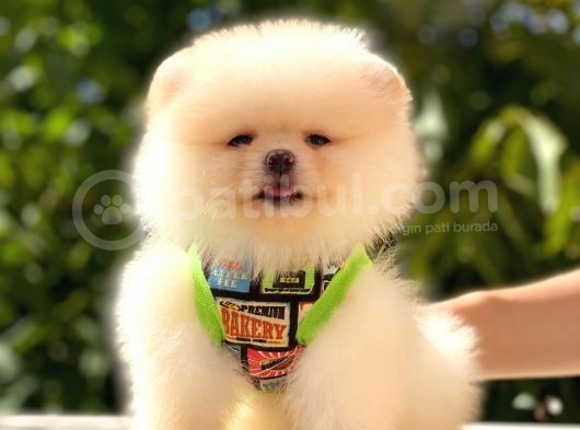 Teddy Bear Erkek Pomerani̇an görsel