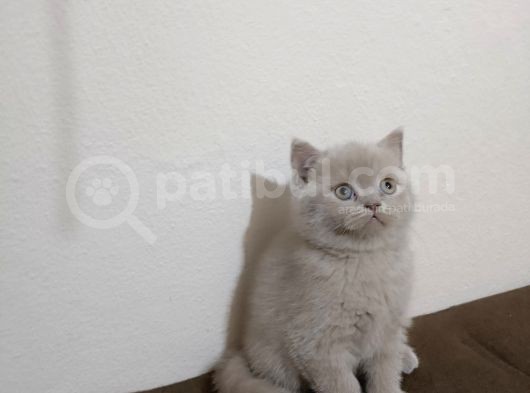 Orijinal Lilak Top Kafa görsel