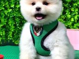 Evinizin Neşesi Dişi Pomeranian BOO yavrularımız