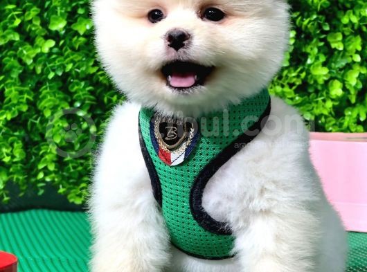 Evinizin Neşesi Dişi Pomeranian Boo Yavrularımız
