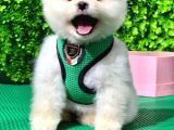 Evinizin Neşesi Dişi Pomeranian Boo Yavrularımız