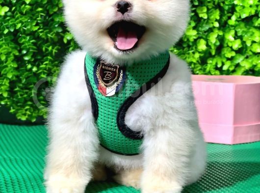 Evinizin Neşesi Dişi Pomeranian Boo Yavrularımız görsel