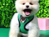 Evinizin Neşesi Dişi Pomeranian Boo Yavrularımız