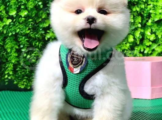 Evinizin Neşesi Dişi Pomeranian Boo Yavrularımız görsel