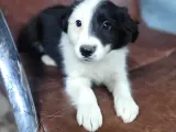 Border Collie Yavrular (Bursa Köpek Okulu)