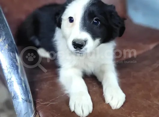 Border Collie Yavrular (Bursa Köpek Okulu)