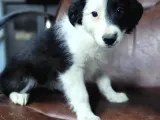 Border Collie Yavrular (Bursa Köpek Okulu)