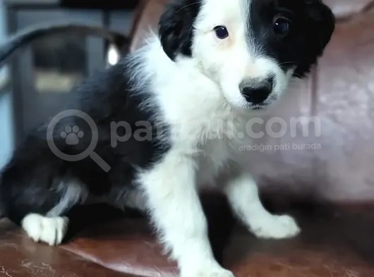 Border Collie Yavrular (Bursa Köpek Okulu) görsel