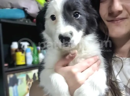 Border Collie Yavrular (Bursa Köpek Okulu) görsel