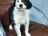 Border Collie Yavrular (Bursa Köpek Okulu)