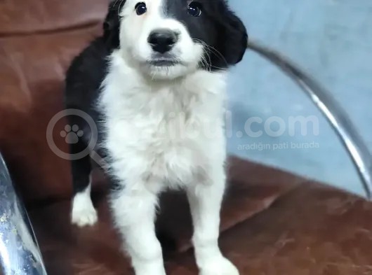 Border Collie Yavrular (Bursa Köpek Okulu) görsel