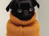 Bir Dişi Bir Pug Yavrularımız Sizlerle