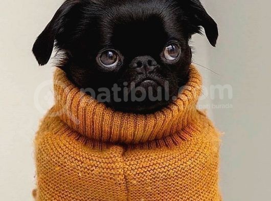 Bir Dişi Bir Pug Yavrularımız Sizlerle görsel