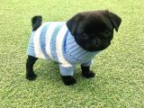 Bir Dişi Bir Pug Yavrularımız Sizlerle