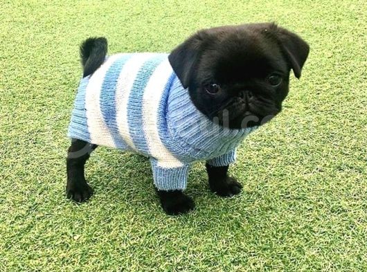 Bir Dişi Bir Pug Yavrularımız Sizlerle görsel