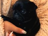Bir Dişi Bir Pug Yavrularımız Sizlerle