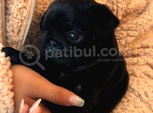 Bir Dişi Bir Pug Yavrularımız Sizlerle