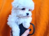 Ufak Boy Maltese Yavrularımız