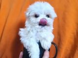 Ufak Boy Maltese Yavrularımız