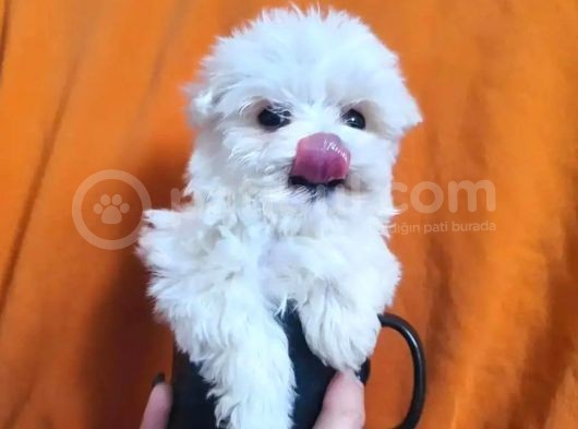 Ufak Boy Maltese Yavrularımız