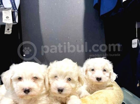 Maltesse Terri̇er
