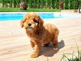 Malti̇po Ci̇nsi̇