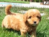 Malti̇po Ci̇nsi̇