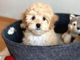 Kusursuz Güzelli̇kte Malti̇poo Yavrulari