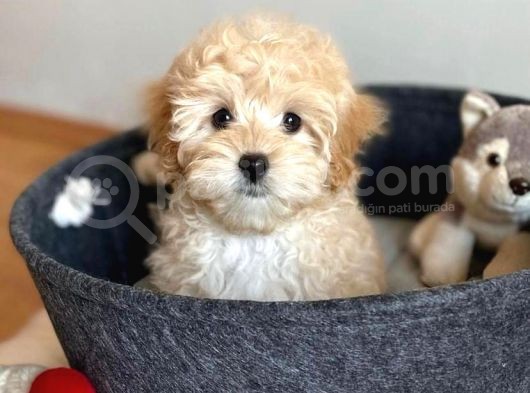 Kusursuz Güzelli̇kte Malti̇poo Yavrulari