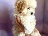 Toy Malti̇poo Yavrulari