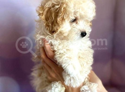 Toy Malti̇poo Yavrulari görsel