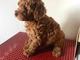 Orji̇nal Toy Poodle