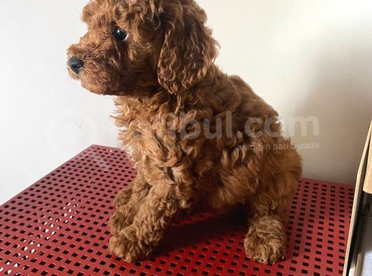 Orji̇nal Toy Poodle görsel