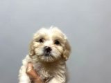 Sevi̇mli̇ Malti̇poo Yavrulari