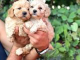 Irk garantili Maltipoo