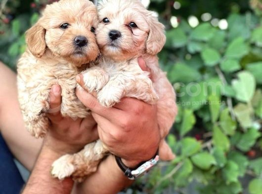 Irk Garantili Maltipoo